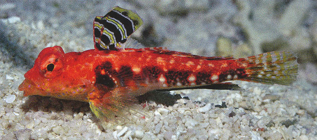 Synchiropus tudorjonesi