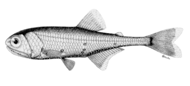 Tarletonbeania crenularis