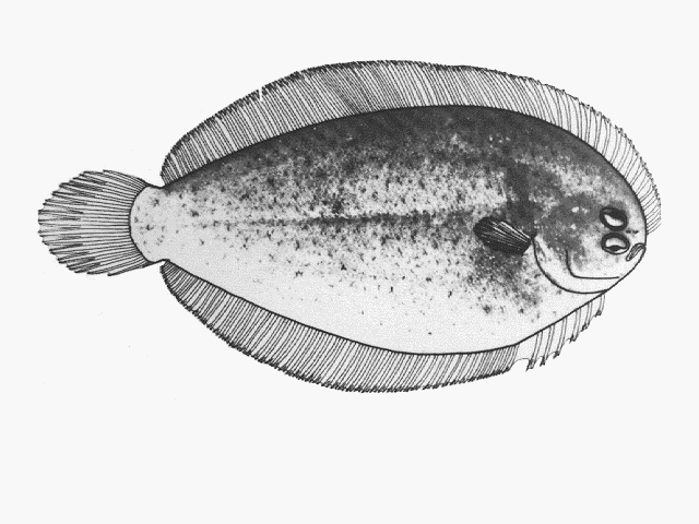 Taratretis derwentensis