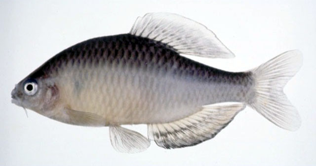 Tanakia limbata