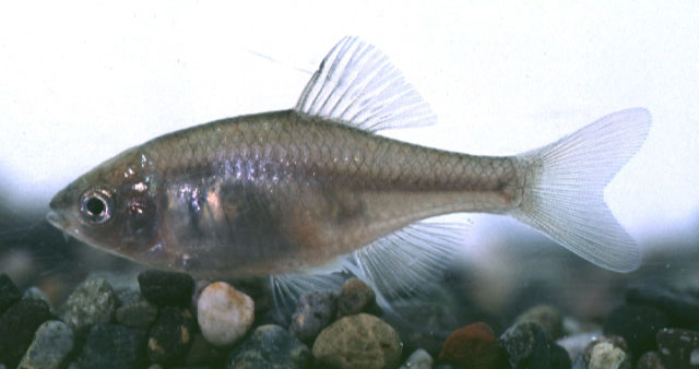 Pseudorhodeus tanago