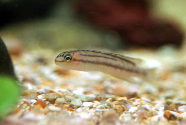 Telmatochromis bifrenatus