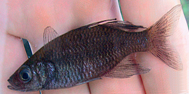 Telmatherina sarasinorum