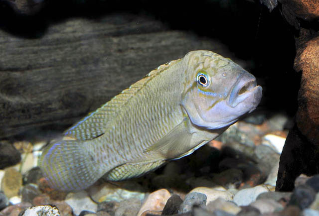 Telmatochromis temporalis