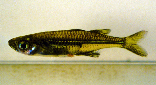 Teramulus waterloti