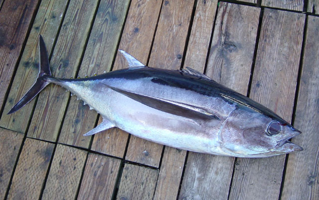 Thunnus alalunga