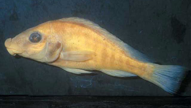 Thoracochromis albolabris