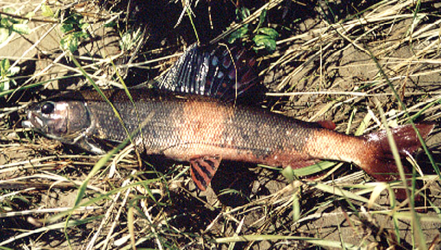 Thymallus baicalensis