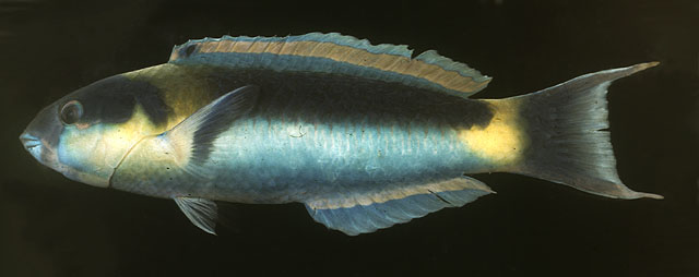 Thalassoma genivittatum