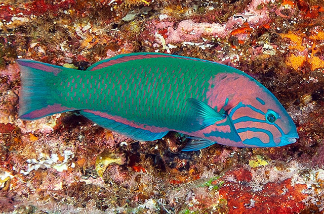 Thalassoma grammaticum