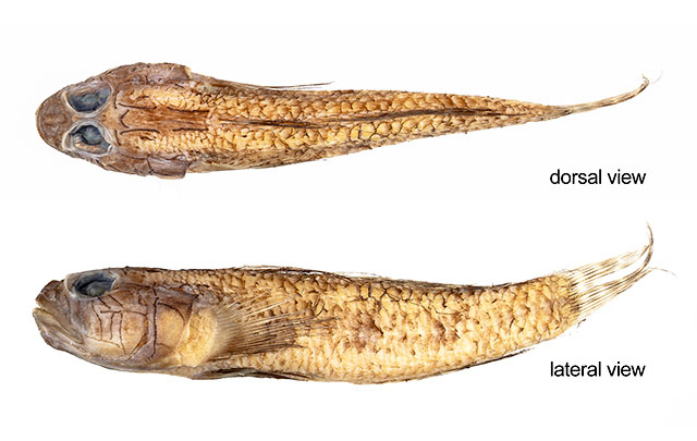 Thorogobius laureatus