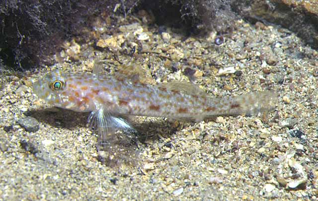 Thorogobius macrolepis