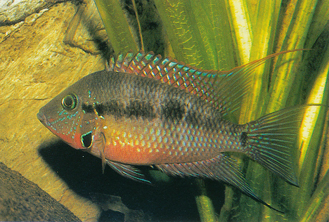 Thorichthys meeki