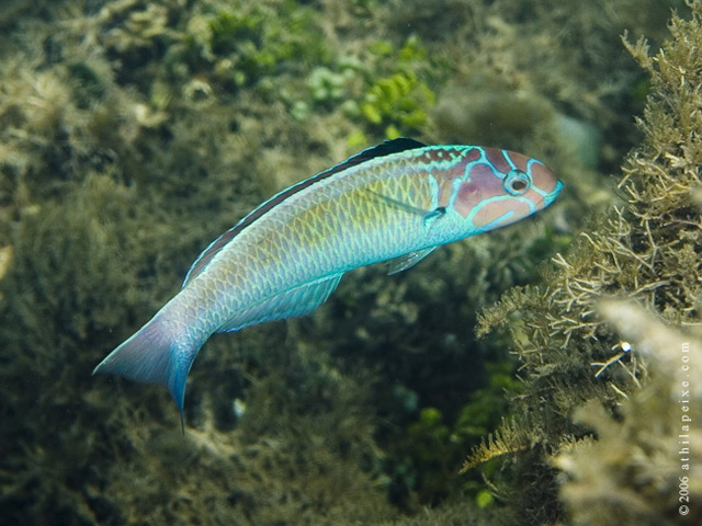 Thalassoma noronhanum