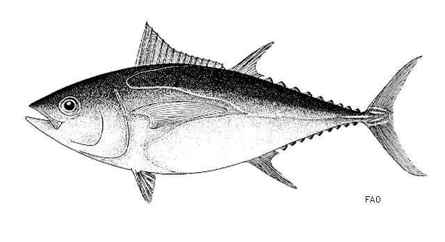 Thunnus obesus