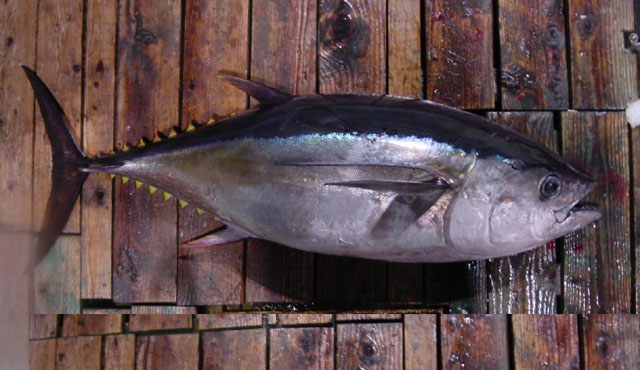 Thunnus obesus