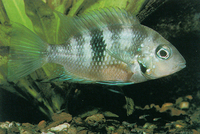 Thorichthys socolofi