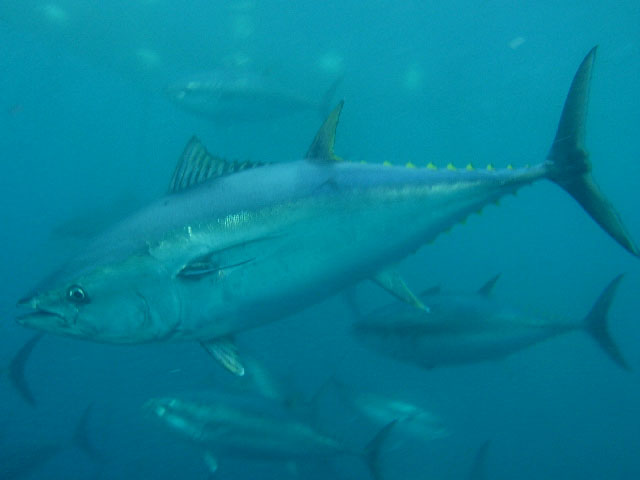 Thunnus thynnus