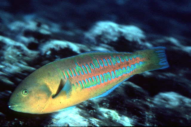 Thalassoma trilobatum