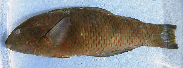 Thalassoma virens