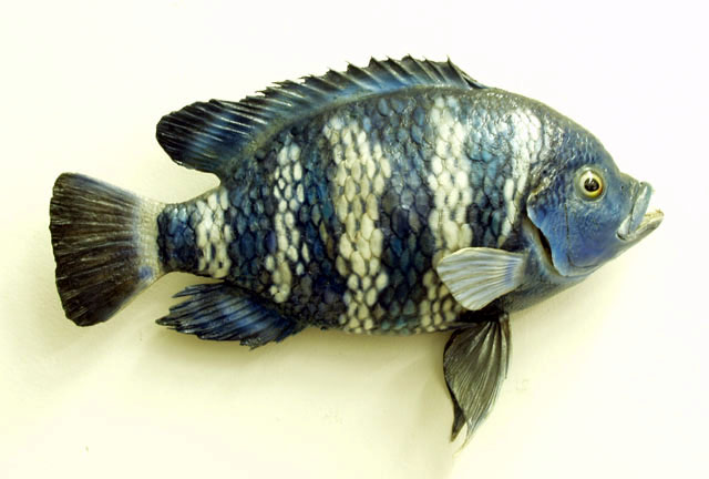 Heterotilapia cessiana