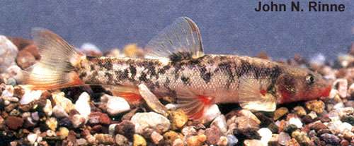 Rhinichthys cobitis