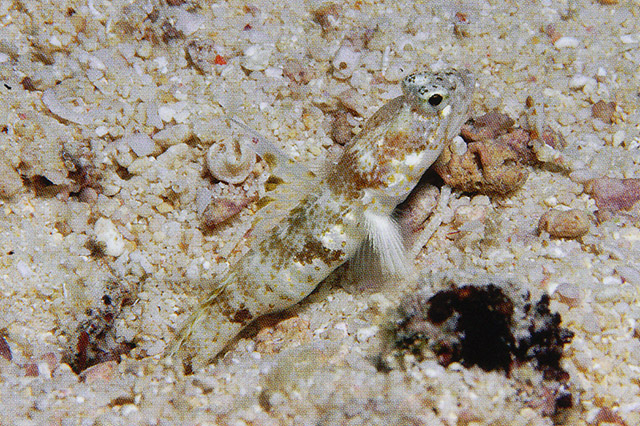 Tomiyamichthys alleni