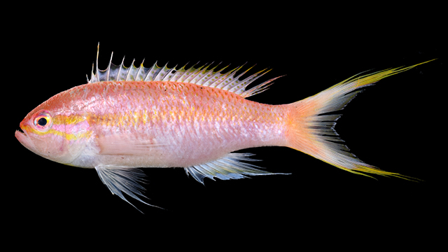 Tosana niwae