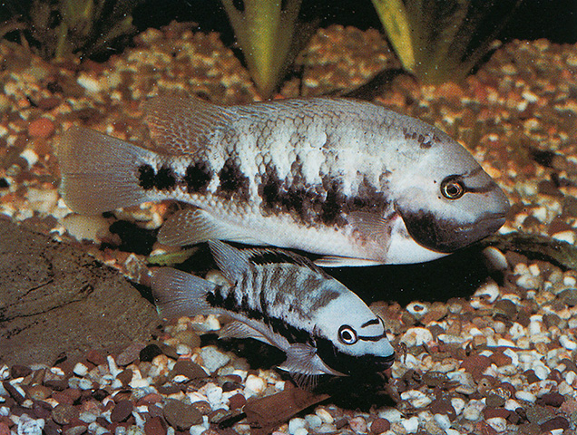 Talamancaheros sieboldii