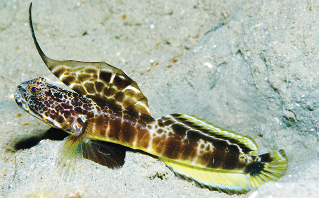 Tomiyamichthys smithi