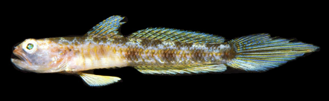 Tomiyamichthys stuarti