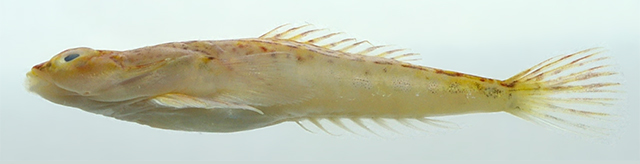 Tonlesapia tsukawakii