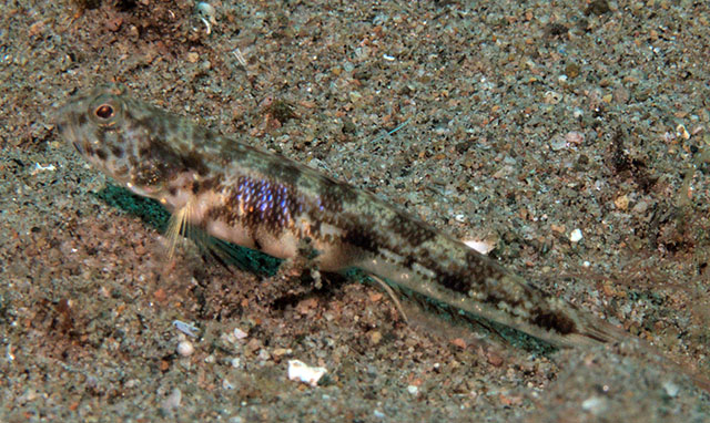 Tomiyamichthys zonatus