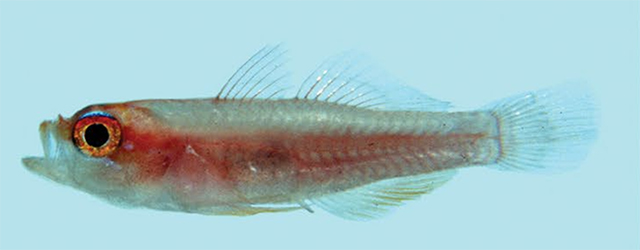 Trimma anaima