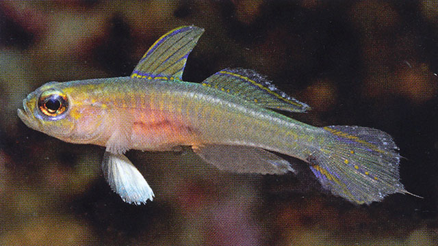 Tryssogobius colini