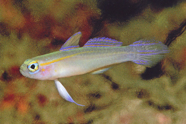 Tryssogobius flavolineatus