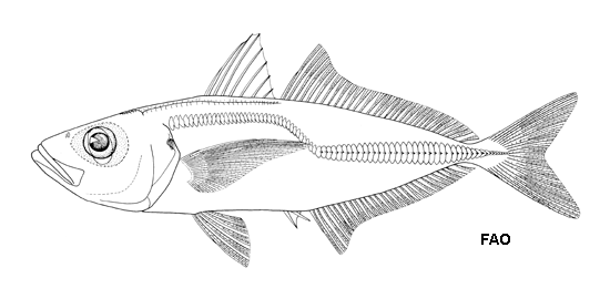 Trachurus indicus