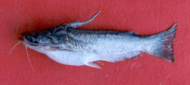 Trachelyopterus insignis