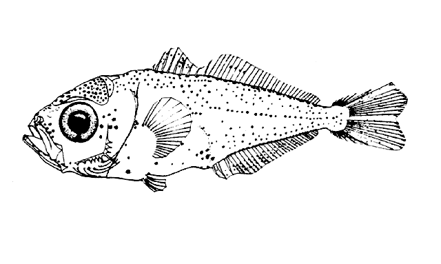 Trachurus lathami