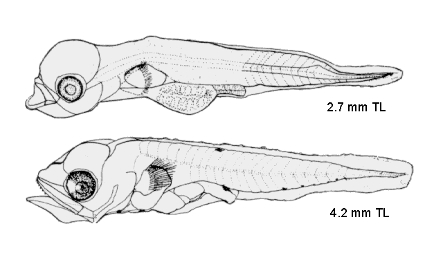 Trachurus lathami