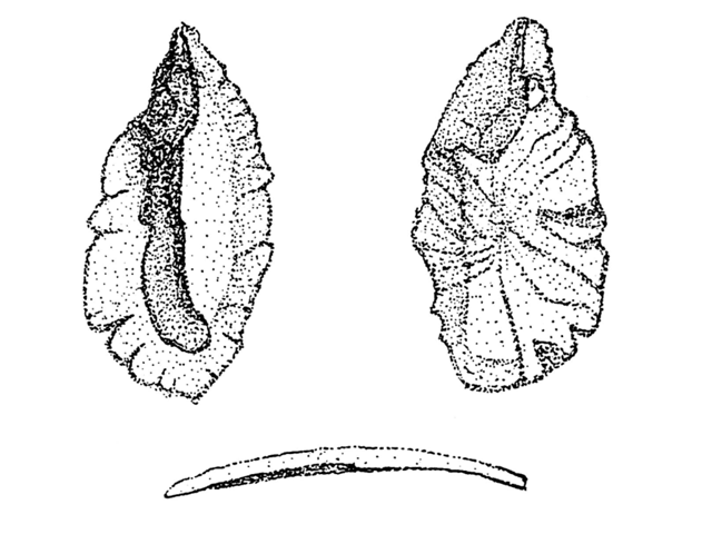 Trachurus lathami