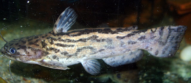 Trachelyopterus lucenai