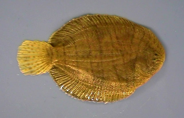 Trinectes maculatus