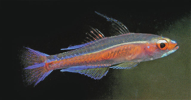 Trimma marinae