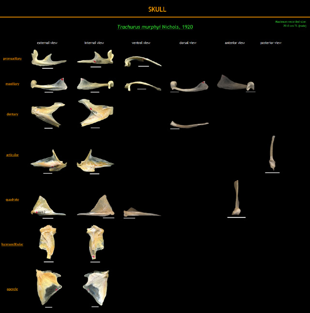 Trachurus murphyi