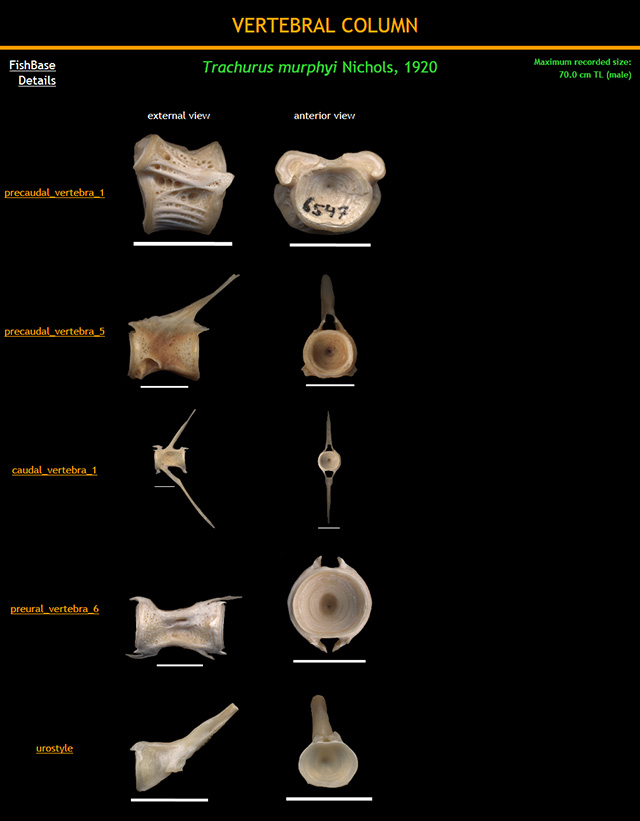 Trachurus murphyi