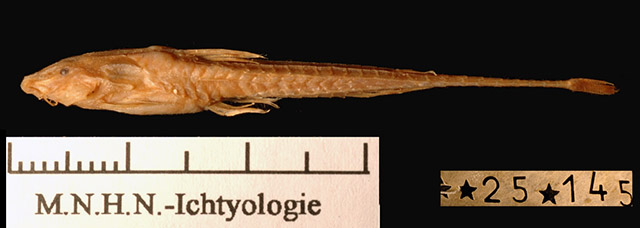 Trachyglanis sanghensis