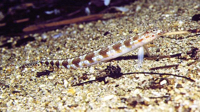 Trichonotus setiger