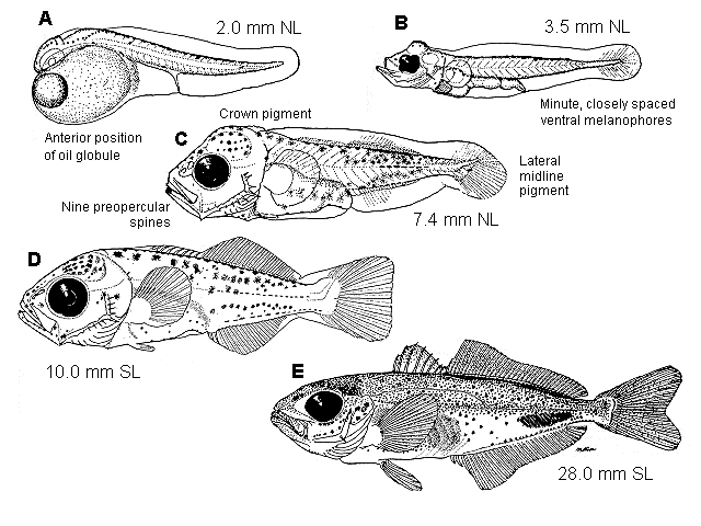 Trachurus symmetricus