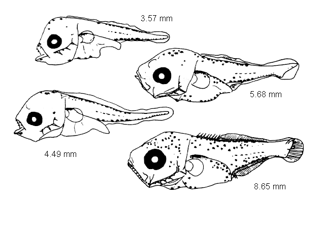 Trachurus trachurus